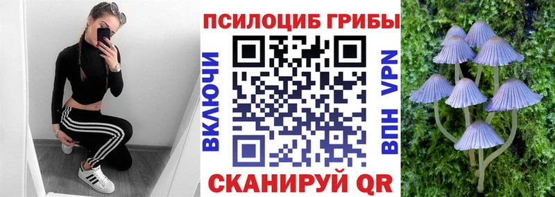 Купить где  Кадников  Псилоцибиновые грибы Cubensis 